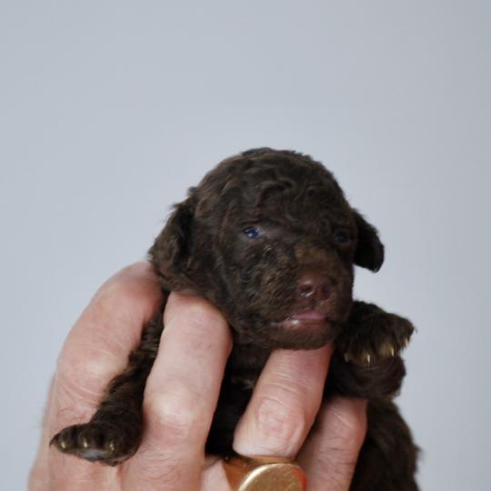 ZADATIS Nelly Femelle Caniche