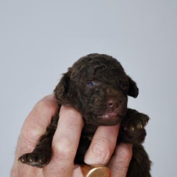 ZADATIS Nelly Femelle Caniche