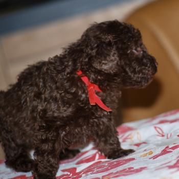 ZADATIS Nelly Femelle Caniche