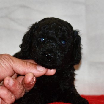 ZADATIS Aaron Mâle Caniche