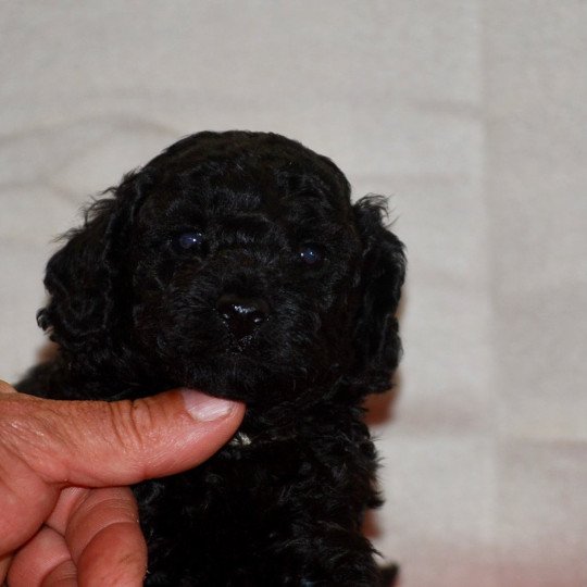 chiot Caniche Noir Aaron Elevage zadatis  caniche , teckel  