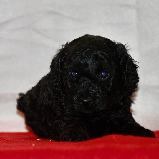 chiot Caniche Noir Aaron Elevage zadatis  caniche , teckel  