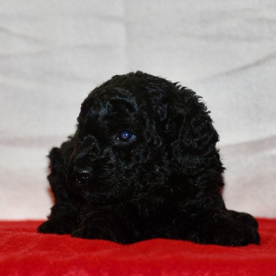 chiot Caniche Noir Aaron Elevage zadatis  caniche , teckel  