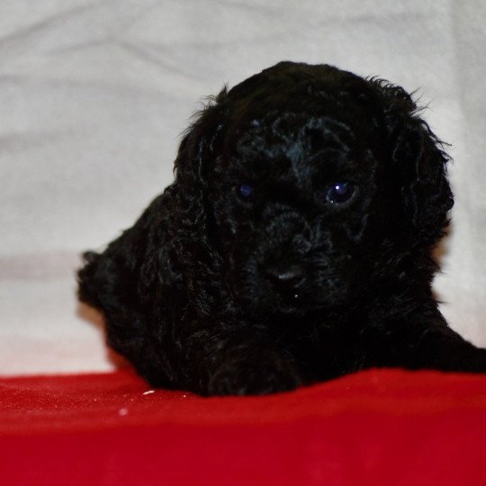 chiot Caniche Noir Aaron Elevage zadatis  caniche , teckel  
