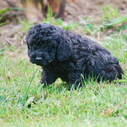 chiot Caniche Noir Aaron Elevage zadatis  caniche , teckel  