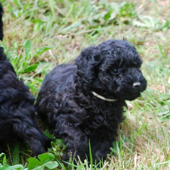 chiot Caniche Noir Aaron Elevage zadatis  caniche , teckel  
