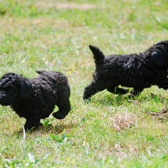 chiot Caniche Noir Aaron Elevage zadatis  caniche , teckel  