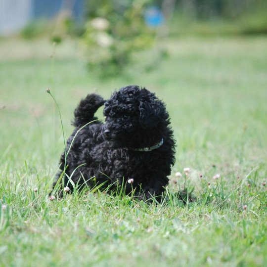 chiot Caniche Noir Aaron Elevage zadatis  caniche , teckel  