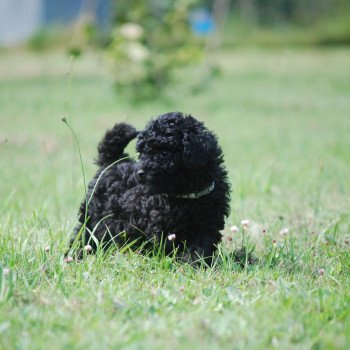 ZADATIS Aaron Mâle Caniche