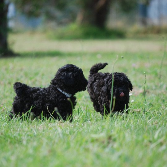 chiot Caniche Noir Aaron Elevage zadatis  caniche , teckel  