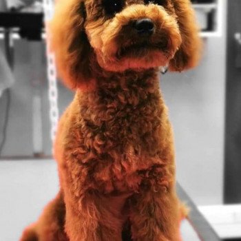 R’boy Mâle Caniche