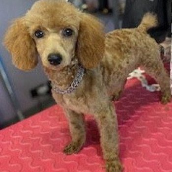 Rhana Femelle Caniche