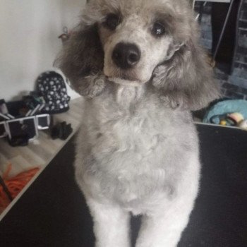 R’mione Femelle Caniche