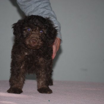 ZADATIS Anais Rose Femelle Caniche