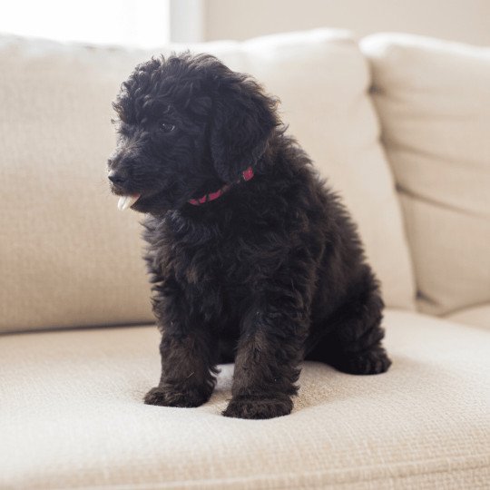 chiot Caniche Chocolat Anais Rose Elevage zadatis  caniche , teckel  