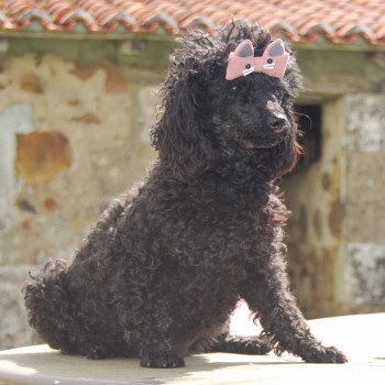 Star princesse de l’air salin Femelle Caniche