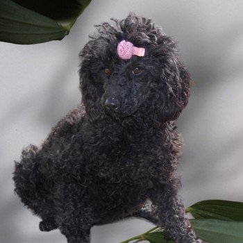 Tootsea De l’air salin Femelle Caniche