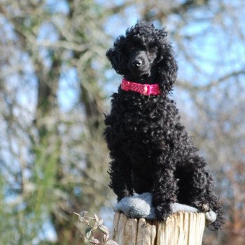 T.rose Femelle Caniche