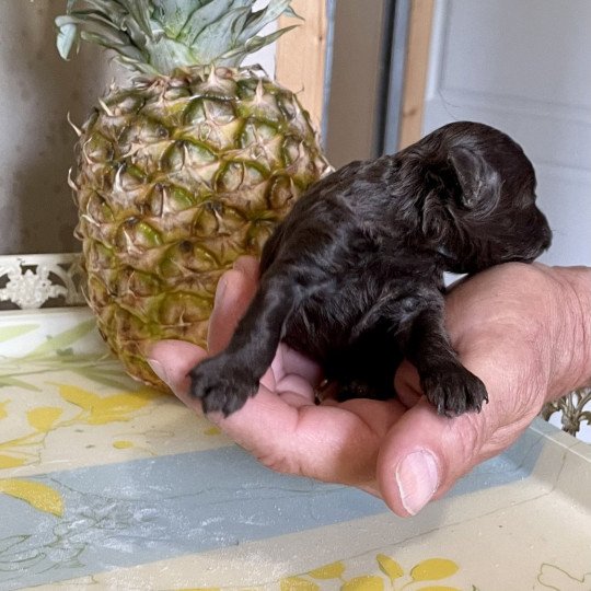 ZADATIS Ugolin Mâle Caniche
