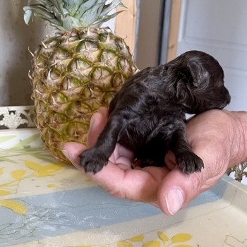 ZADATIS Ugolin Mâle Caniche