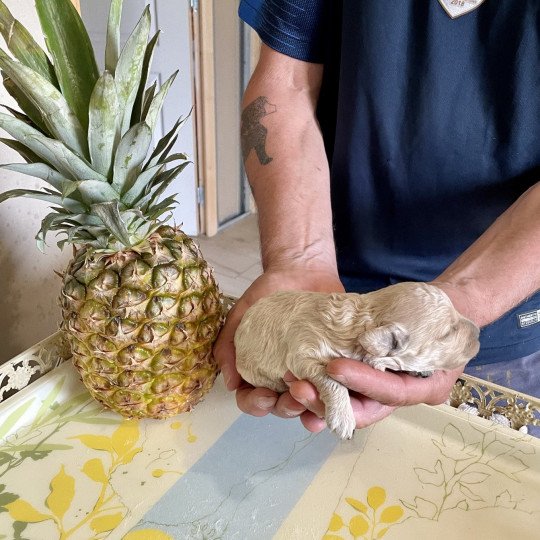 chiot Caniche Champagne Ulysse Elevage canin de race caniche staffordshire bull terrier dit staffie et bulldog Continental lof  