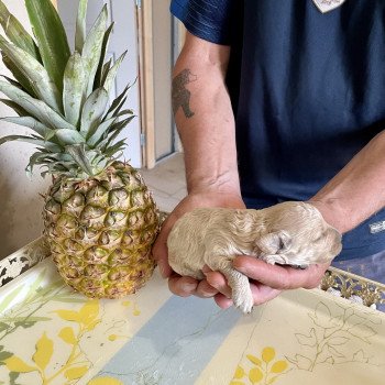 ZADATIS Ulysse Mâle Caniche