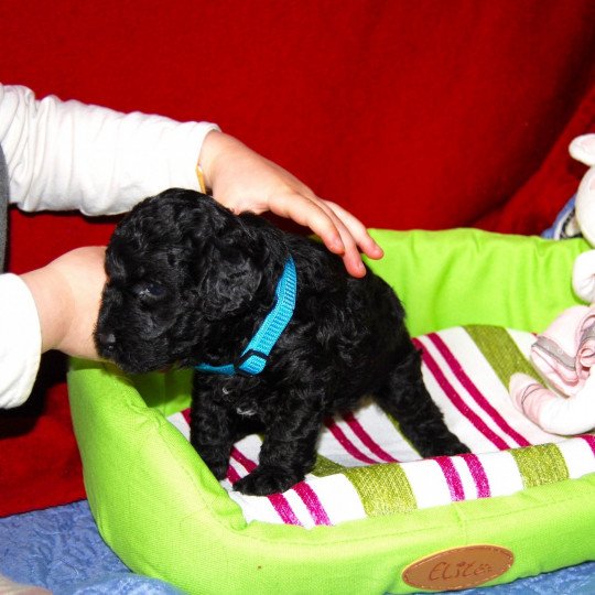 chiot Caniche Noir Uzzo Elevage canin staffordshire bull terrier dit staffie et bulldog Continental lof  
