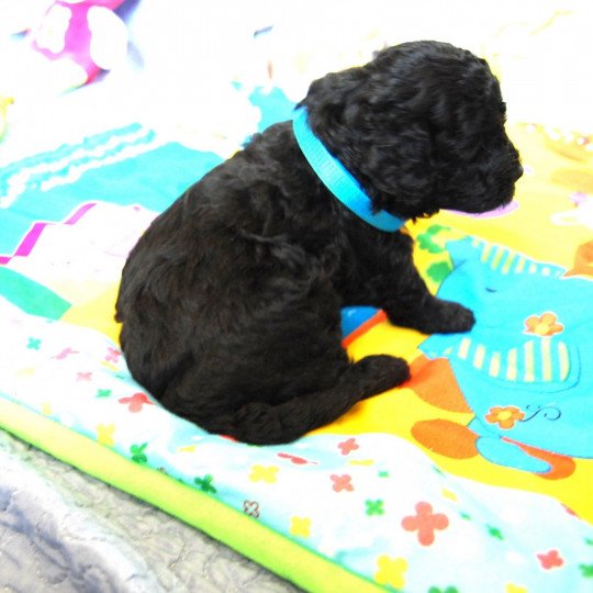 chiot Caniche Noir Uzzo Elevage canin staffordshire bull terrier dit staffie et bulldog Continental lof  