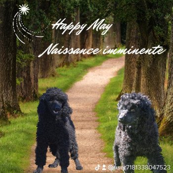 ZADATIS Uyona Femelle Caniche