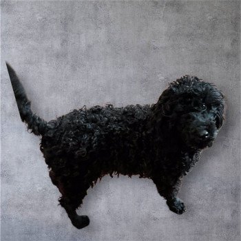 Verlaine Mâle Caniche