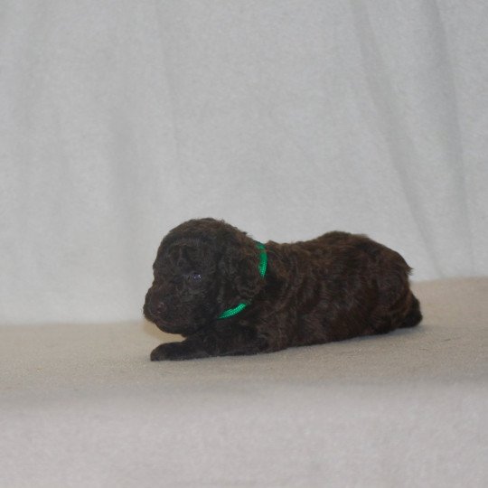 chiot Caniche Chocolat Vert Elevage zadatis  caniche , teckel  
