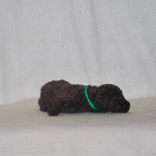 chiot Caniche Chocolat Vert Elevage zadatis  caniche , teckel  