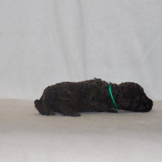 chiot Caniche Chocolat Vert Elevage zadatis  caniche , teckel  