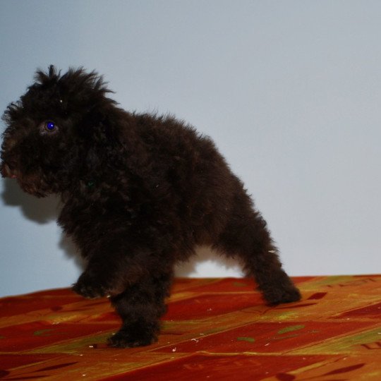 chiot Caniche Chocolat Aristote Elevage zadatis  caniche , teckel  