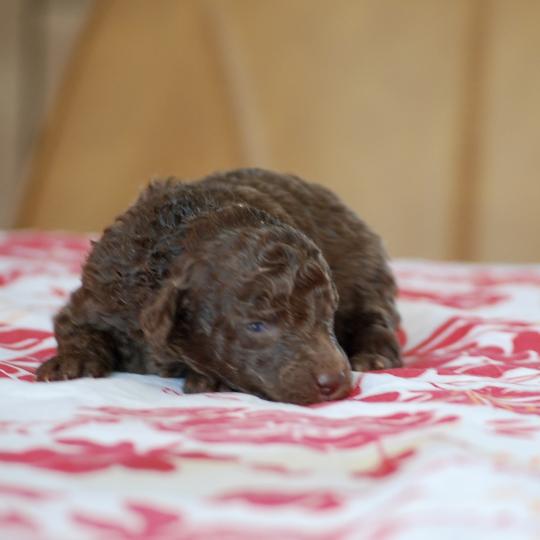 ZADATIS Wina Femelle Caniche