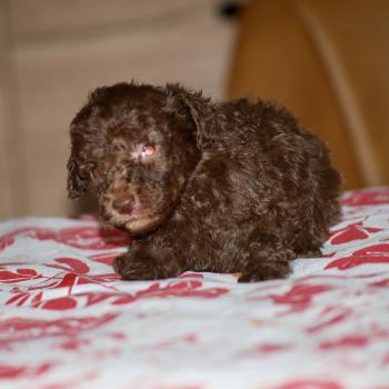 ZADATIS Wina Femelle Caniche