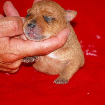 ZADATIS Male 1 Mâle Staffordshire bull terrier