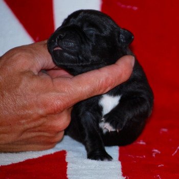 ZADATIS Male 2 révolution Mâle Staffordshire bull terrier