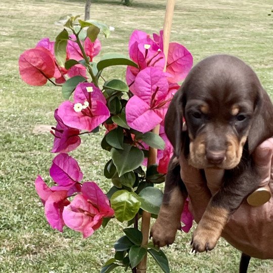 chiot Teckel Chocolat Abay Elevage zadatis  caniche , teckel  