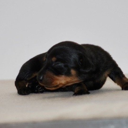 chiot Teckel Noir et feu Adhoc Elevage zadatis  caniche , teckel  