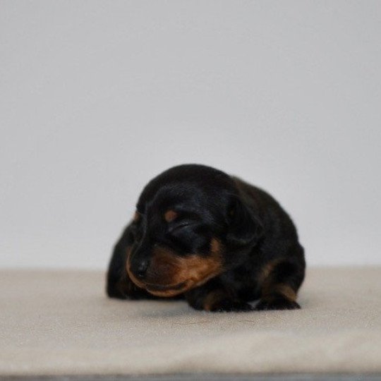 chiot Teckel Noir et feu Adhoc Elevage zadatis  caniche , teckel  