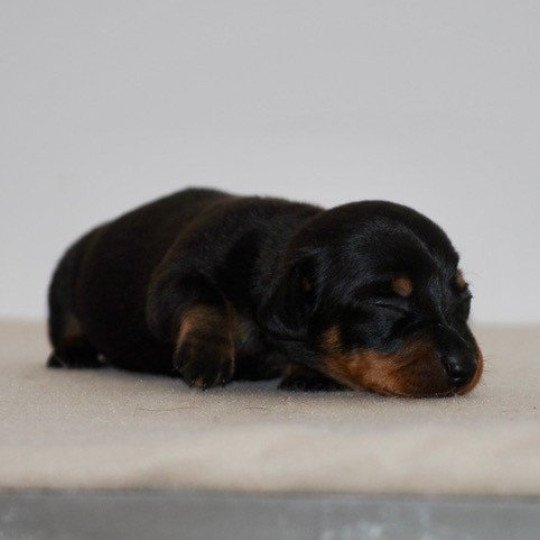 chiot Teckel Noir et feu Adhoc Elevage zadatis  caniche , teckel  