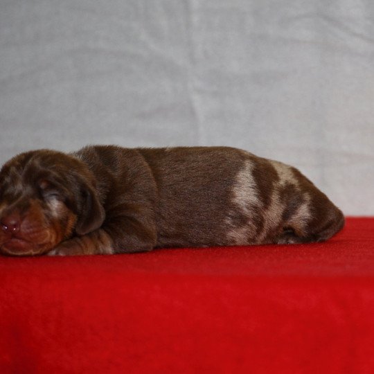 chiot Teckel Arlequin chocolat Aglaé Elevage zadatis  caniche , teckel  