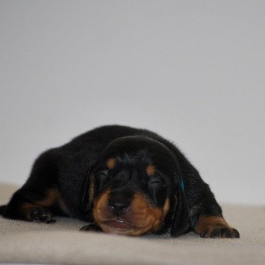 chiot Teckel Noir et feu Akost Elevage zadatis  caniche , teckel  