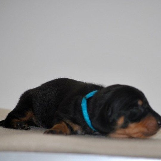 chiot Teckel Noir et feu Akost Elevage zadatis  caniche , teckel  