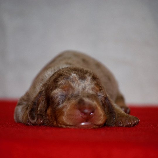 chiot Teckel Arlequin Azzaro Elevage zadatis  caniche , teckel  