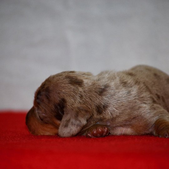 chiot Teckel Arlequin Azzaro Elevage zadatis  caniche , teckel  