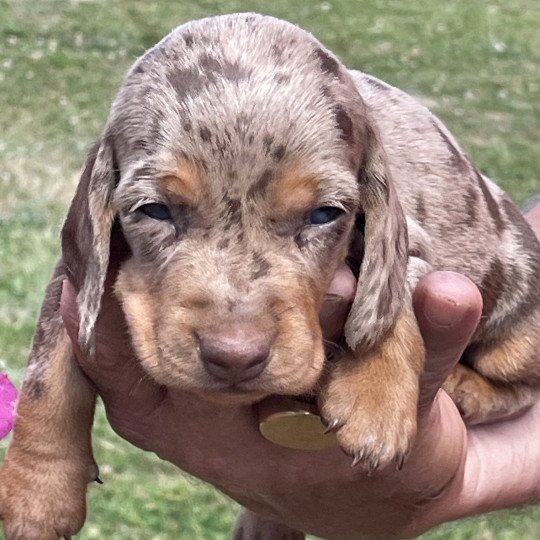 chiot Teckel Arlequin Azzaro Elevage zadatis  caniche , teckel  