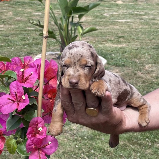 chiot Teckel Arlequin Azzaro Elevage zadatis  caniche , teckel  