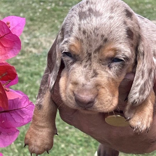 chiot Teckel Arlequin Azzaro Elevage zadatis  caniche , teckel  